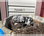 Small Photo #2 Catahoula Leopard Dog Puppy For Sale in CRAIGVILLE, IN, USA