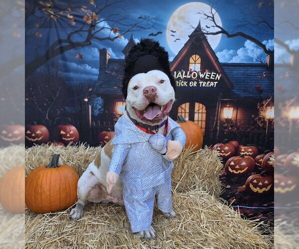 Medium Photo #3 American Pit Bull Terrier-Unknown Mix Puppy For Sale in Long Beach, CA, USA