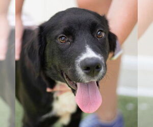 Retriever -Unknown Mix Dogs for adoption in Canton, CT, USA