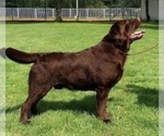 Small Photo #1 Labrador Retriever Puppy For Sale in SIMI VALLEY, CA, USA