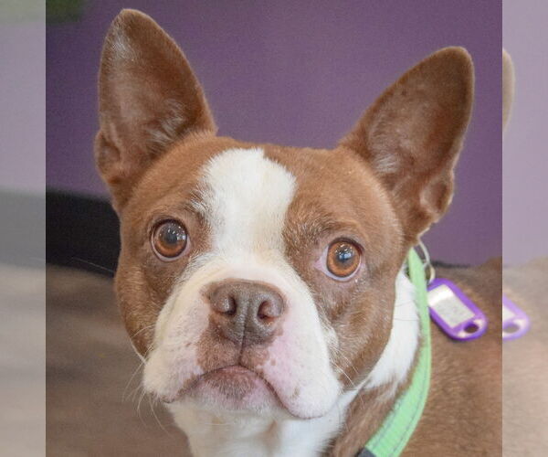 Medium Photo #6 Boston Terrier Puppy For Sale in Huntley, IL, USA