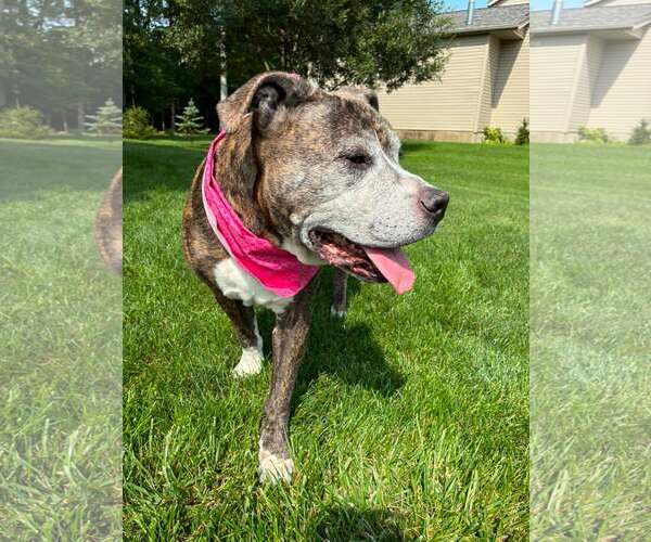 Medium Photo #6 American Pit Bull Terrier-Unknown Mix Puppy For Sale in Rootstown, OH, USA