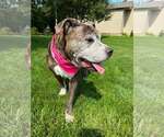 Small #5 American Pit Bull Terrier Mix