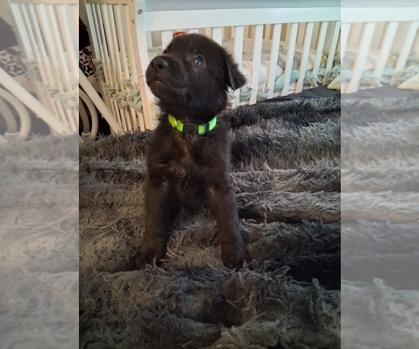 Medium Photo #16 German Shepherd Dog Puppy For Sale in MIDDLETOWN, CT, USA