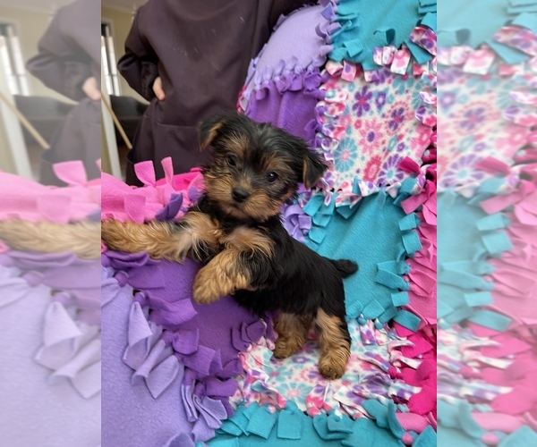 Medium Photo #1 Yorkshire Terrier Puppy For Sale in FREDERICK, MD, USA