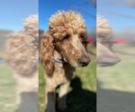 Small Photo #2 Poodle (Standard) Puppy For Sale in Pacolet, SC, USA
