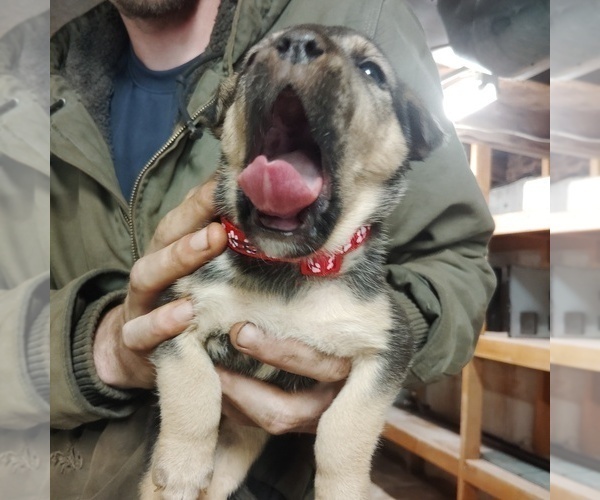 Medium Photo #1 Aidi-English Cream Golden Retriever Mix Puppy For Sale in CHATHAM, VA, USA