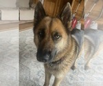 Small Photo #1 Gerberian Shepsky Puppy For Sale in LANSING, MI, USA