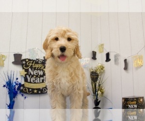 Goldendoodle Puppy for sale in MOUNT VERNON, OH, USA