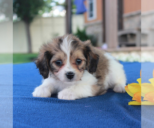Cavachon Puppy for sale in BIRD IN HAND, PA, USA
