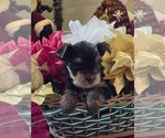 Puppy male 2 Yorkshire Terrier