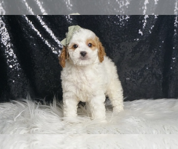 Medium Photo #7 Poodle (Toy) Puppy For Sale in WARSAW, IN, USA