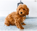 Small Photo #5 Poodle (Toy) Puppy For Sale in WAKARUSA, IN, USA