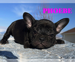 Small Photo #1 French Bulldog Puppy For Sale in CLARKSTON, UT, USA