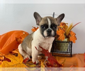 French Bulldog Puppy for sale in POWHATAN, VA, USA