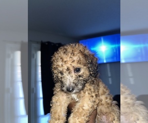 Poodle (Miniature)-Poodle (Toy) Mix Puppy for sale in CARROLLTON, TX, USA