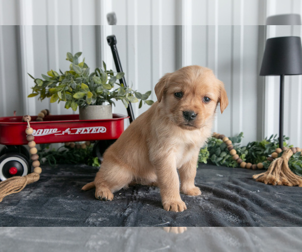 Medium Photo #1 Golden Labrador Puppy For Sale in BEACH CITY, OH, USA