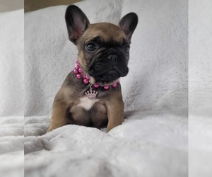 French Bulldog Puppy for sale in SPANAWAY, WA, USA