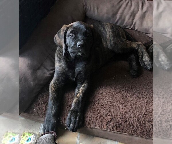 Medium Photo #5 Mastiff Puppy For Sale in STUARTS DRAFT, VA, USA