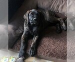 Small Photo #5 Mastiff Puppy For Sale in STUARTS DRAFT, VA, USA
