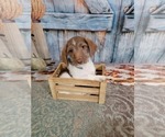 Small Photo #7 Poogle Puppy For Sale in BLAKESBURG, IA, USA