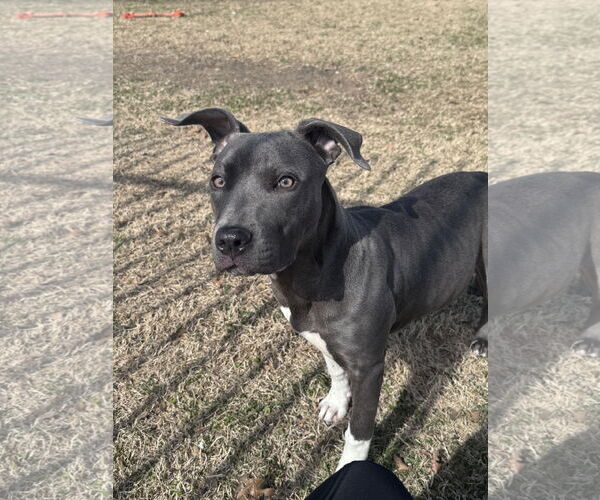 Medium Photo #1 American Pit Bull Terrier-Unknown Mix Puppy For Sale in Rowlett, TX, USA