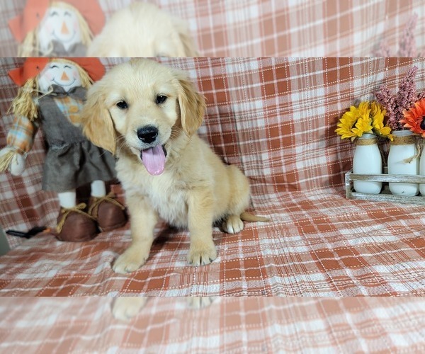 Medium Photo #3 Golden Retriever Puppy For Sale in FALCON, CO, USA