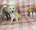 Small Photo #4 Golden Retriever Puppy For Sale in FALCON, CO, USA