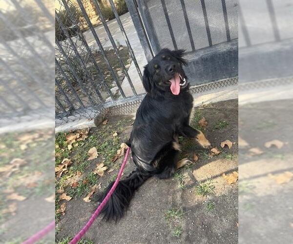 Medium Photo #1 Mutt Puppy For Sale in Riverside, CA, USA