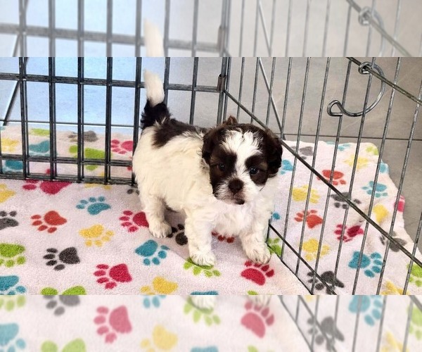 Medium Photo #3 ShihPoo Puppy For Sale in ORO VALLEY, AZ, USA
