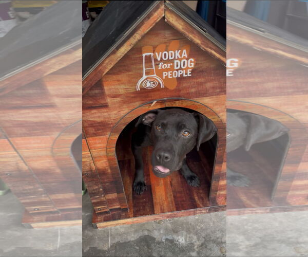 Medium Photo #13 Labrador Retriever-Unknown Mix Puppy For Sale in Orlando, FL, USA