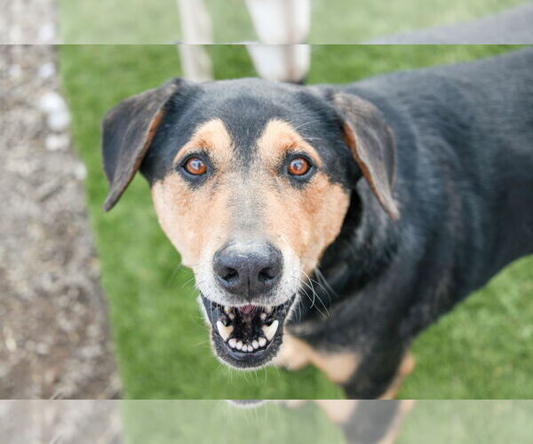 Medium Photo #4 Mutt Puppy For Sale in Tracy City, TN, USA