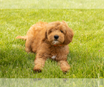 Small Goldendoodle (Miniature)