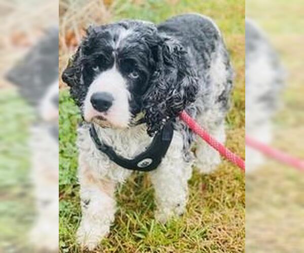 Medium Photo #4 Cocker Spaniel Puppy For Sale in Westminster, MD, USA