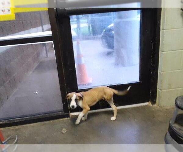 Medium Photo #1 Anatolian Shepherd-Unknown Mix Puppy For Sale in Tulsa, OK, USA