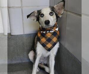 Huskies -Unknown Mix Dogs for adoption in San Antonio, TX, USA