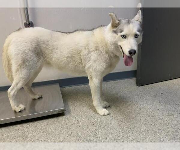Medium Photo #1 Huskies -Unknown Mix Puppy For Sale in Visalia, CA, USA