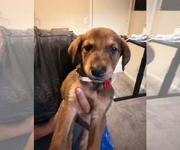 Medium Photo #1 Mutt Puppy For Sale in Imlay City, MI, USA