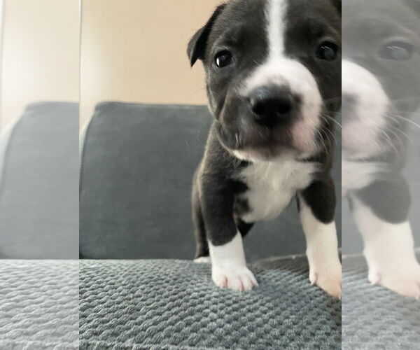 Medium Photo #1 Labrador Retriever-Unknown Mix Puppy For Sale in Princeton, MN, USA