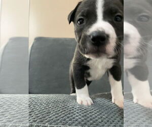 Labrador Retriever-Unknown Mix Dogs for adoption in Princeton, MN, USA