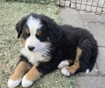 Puppy Orange Bernese Mountain Dog