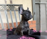 Small Photo #17 French Bulldog Puppy For Sale in PITTSBURG, CA, USA