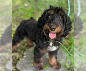 Medium Miniature Bernedoodle