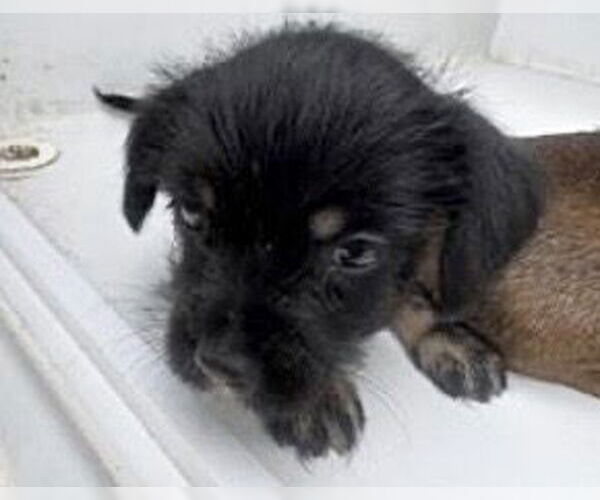 Medium Photo #1 Chihuahua-Unknown Mix Puppy For Sale in Houston, TX, USA