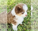 Small Photo #13 Miniature Australian Shepherd Puppy For Sale in ANTHONY, FL, USA