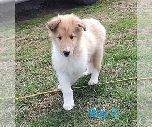 Collie Puppy for sale in WEST LIBERTY, KY, USA