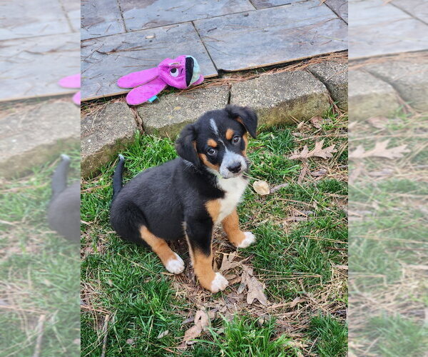 Medium Photo #3 Mutt Puppy For Sale in Mooresville, NC, USA