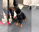 Small #4 Doberman Pinscher