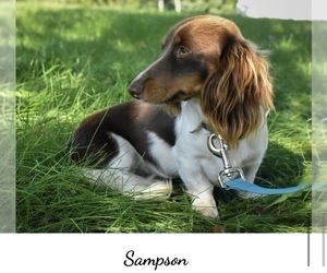 Father of the Dachshund puppies born on 10/18/2025