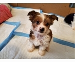 Small Photo #11 Yorkshire Terrier Puppy For Sale in ELON, NC, USA